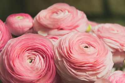 Close-up of rose