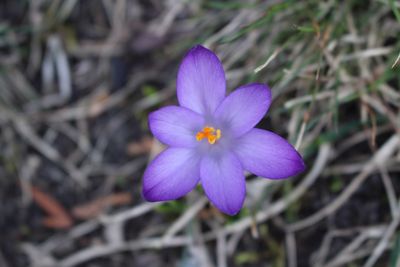 Close-up of purple flower