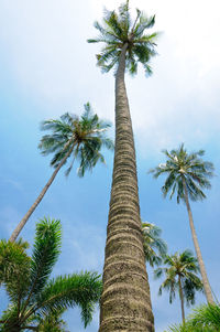 Low angle view of palm trees against sky