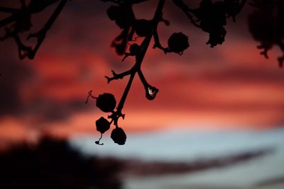 Close-up of fruits hanging on tree against sky