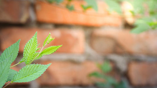 Close-up of small plant against wall