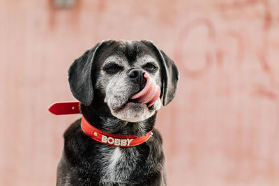 Close-up portrait of dog