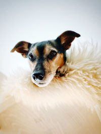 Portrait of dog against white background