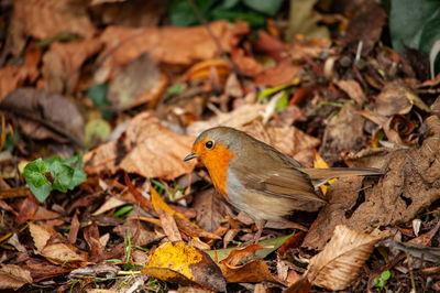 Close-up of bird on dry leaves