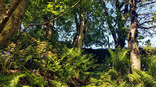 Trees growing in forest