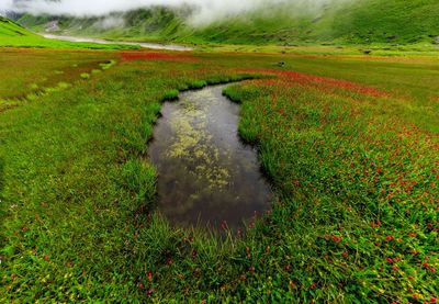 Scenic view of stream amidst field