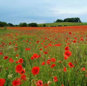 Red poppies on field against sky