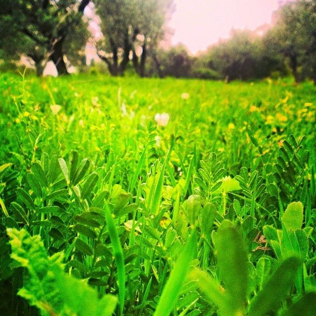 growth, green color, grass, field, beauty in nature, nature, freshness, plant, tranquility, grassy, tranquil scene, flower, green, focus on foreground, landscape, lush foliage, selective focus, day, scenics, fragility