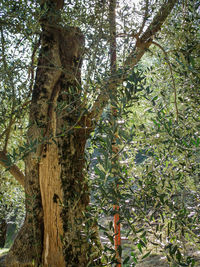 Low angle view of trees in forest