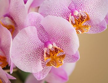 Close-up of pink orchid blooming outdoors