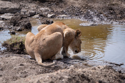 View of cats drinking water