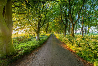 A country lane leads between trees, lit from the side by the low sun, into the horizon