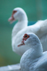 Close-up of white ducks