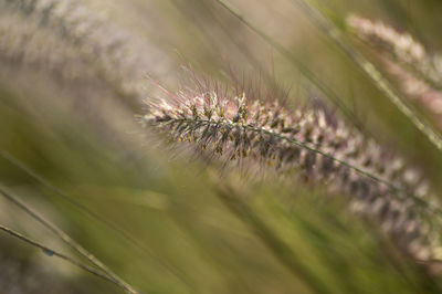 Close-up of insect on plant