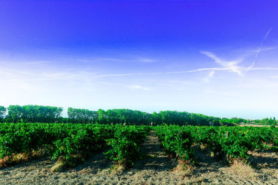 Scenic view of field against blue sky
