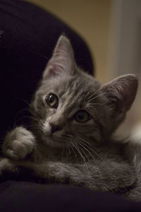 Close-up portrait of a cat