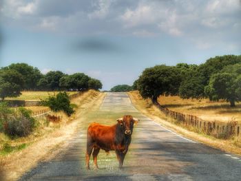 Horse standing on road amidst field against sky