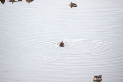 High angle view of duck swimming on lake