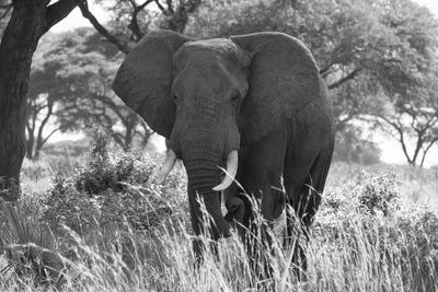 African elephant, loxodonta africana, murchison falls national park, uganda