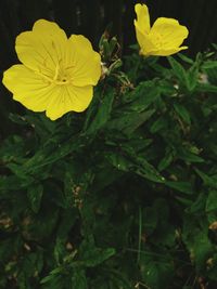 Close-up of yellow flower