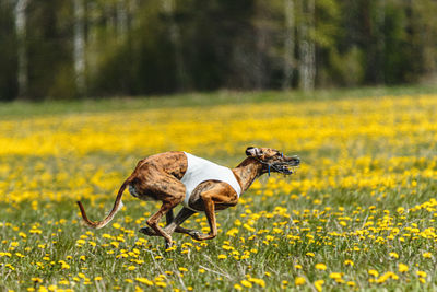 Greyhound dog in white shirt running and chasing lure in the field in summer