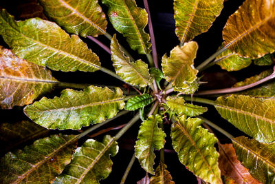 leaf