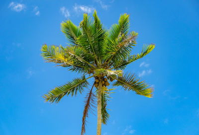 Low angle view of coconut palm tree against blue sky