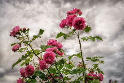 Close-up of pink roses blooming against sky