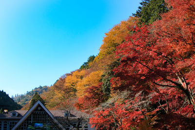 Scenic view of trees against clear sky