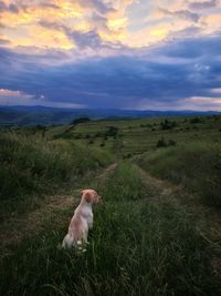 View of a dog on field against sky