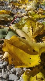 High angle view of yellow leaves on land