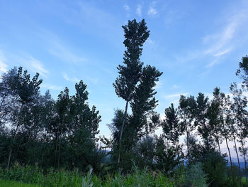 Low angle view of trees on field against sky
