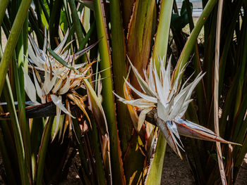 Close-up of white flowering plants on land