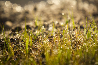 Droplet water on grass in the early morning.