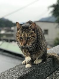 Close-up portrait of cat sitting against sky