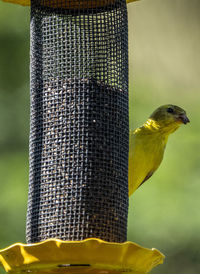 All in yellow