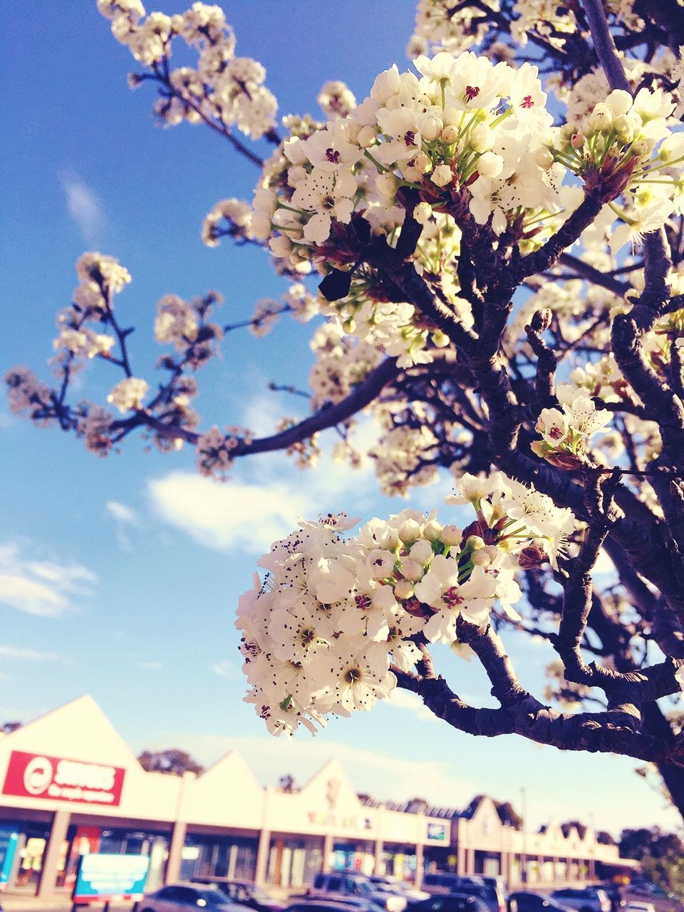 flower, low angle view, tree, branch, building exterior, cherry blossom, architecture, built structure, freshness, sky, fragility, cherry tree, blossom, growth, nature, day, blooming, white color, outdoors, petal