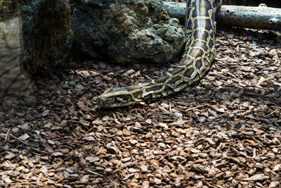 High angle view of lizard on rock