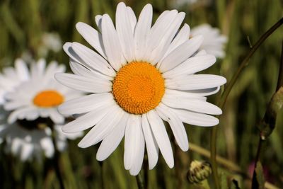Close-up of white daisy flower