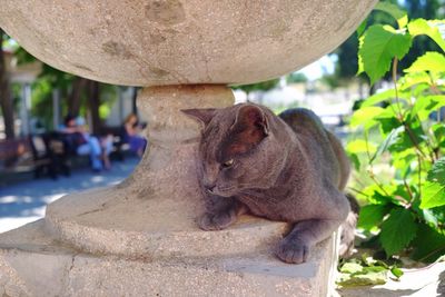 Close-up of lion sitting on tree