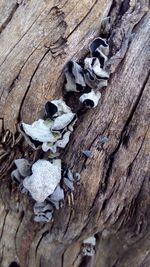 Close-up of tree trunk