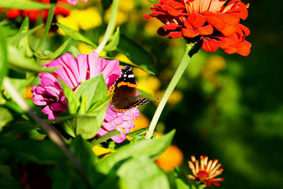 Butterfly pollinating on pink flower