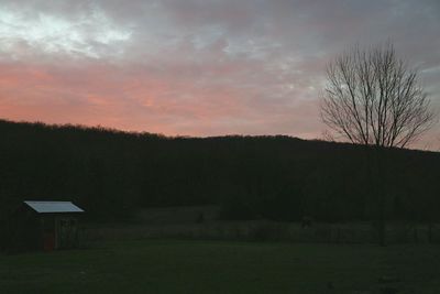 Bare trees on field at sunset