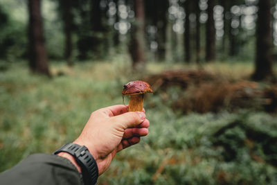 Mushroom in the hand at fores