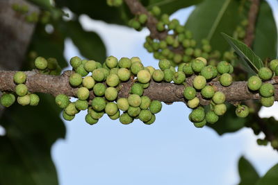 Close-up of berries growing on tree