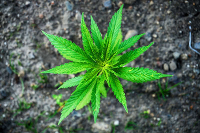 High angle view of plant growing on field