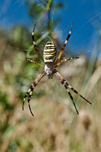 Close-up of spider on web