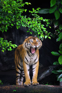 Tiger in a zoo