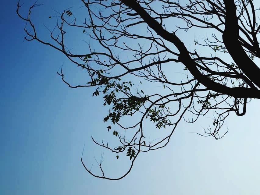 branch, bare tree, clear sky, low angle view, tree, nature, tranquility, beauty in nature, sky, silhouette, blue, growth, dead plant, twig, scenics, outdoors, tree trunk, no people, day, copy space