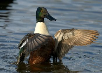 Duck swimming in lake